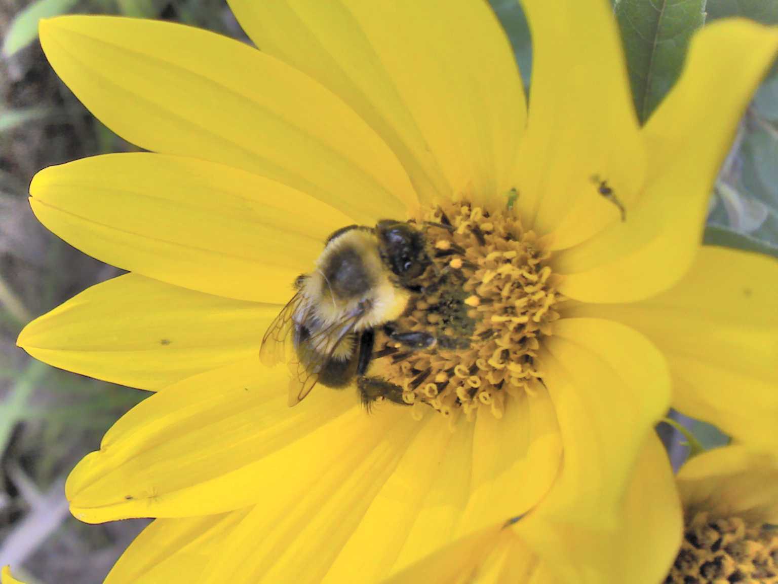 Bumble bee on tickseed sunflower, Blaine, MN